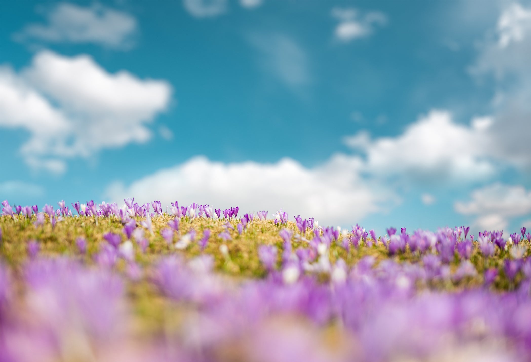 5 manieren waarop saffraan je mentale gezondheid ondersteunt