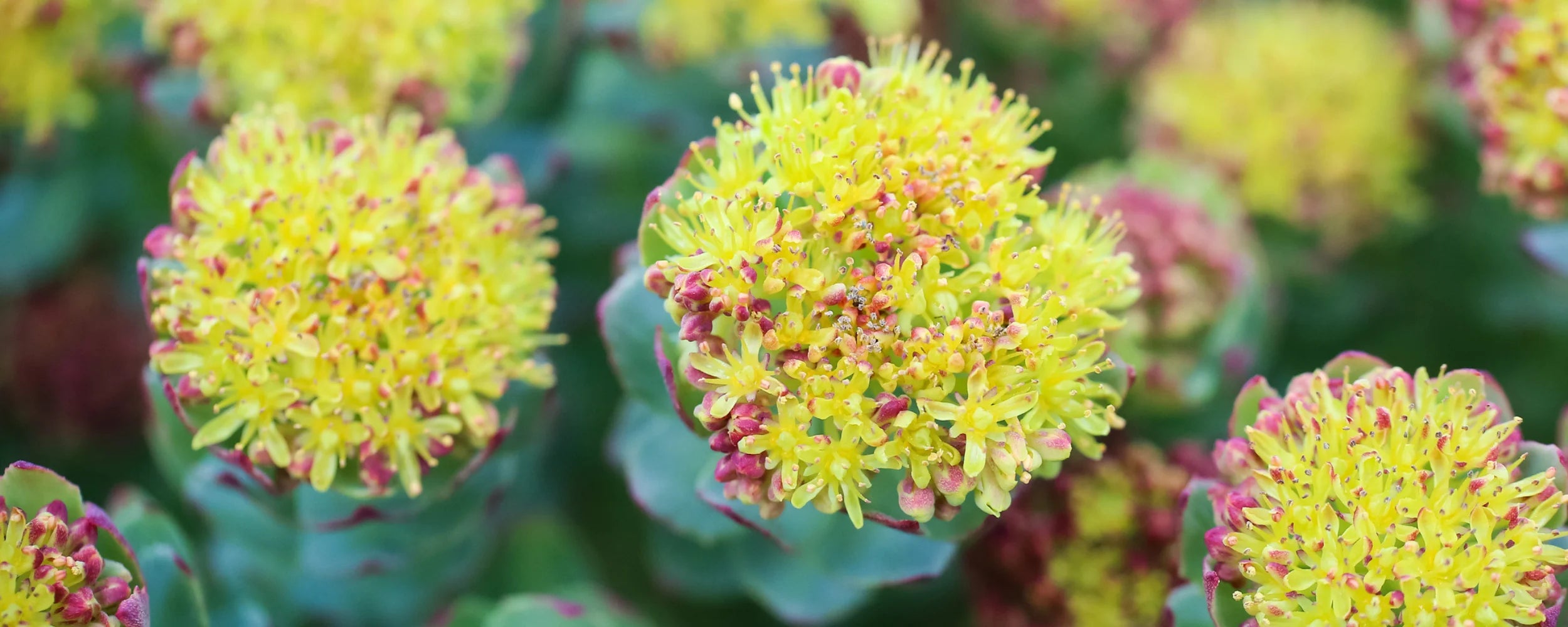 Rhodiola.webp