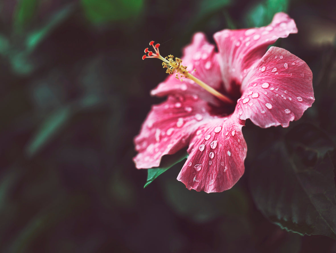 5 voordelen van hibiscus op je gewicht