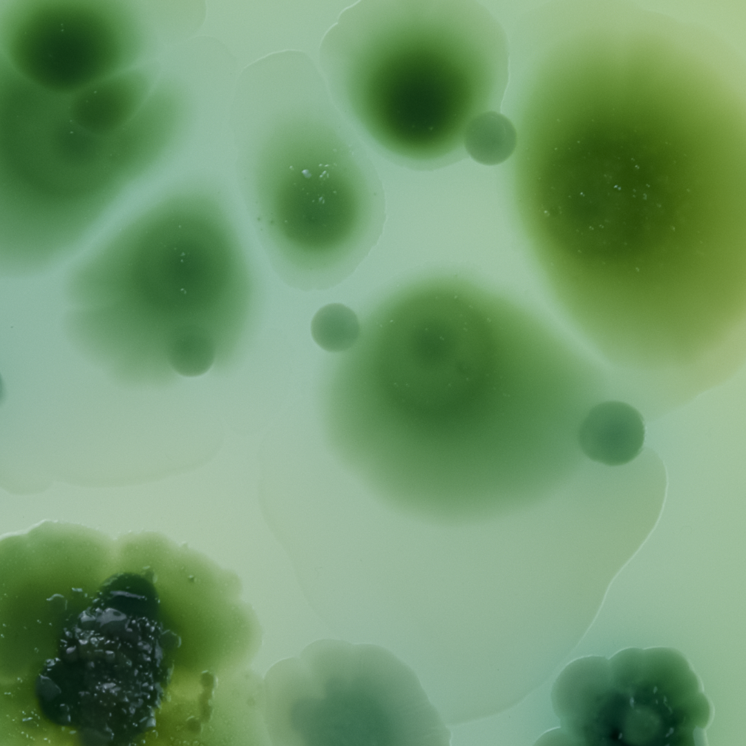 Je voedt je lichaam — maar voed je ook je darmbacteriën?