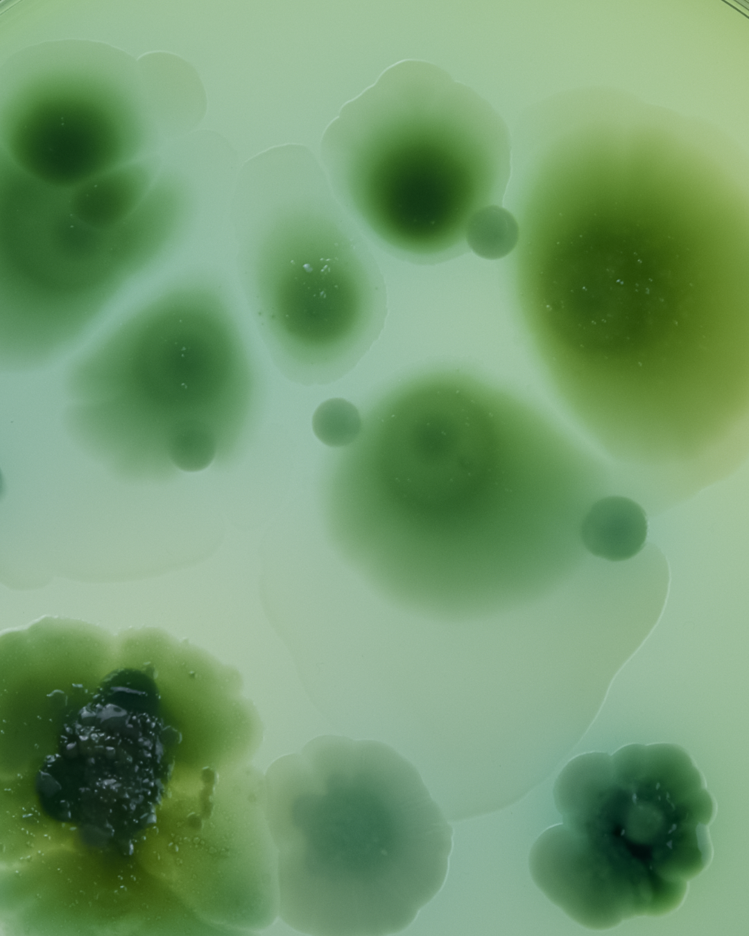 Je voedt je lichaam — maar voed je ook je darmbacteriën?