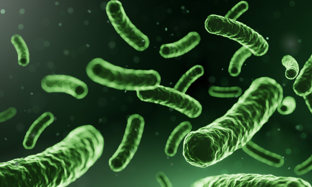 Probiotica vs Prebiotica vs Postbiotica: De Complete Gids voor Darmsupplementen