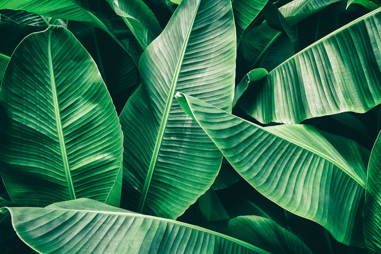 Banaba-extract : de nieuwe ster in natuurlijk welzijn!