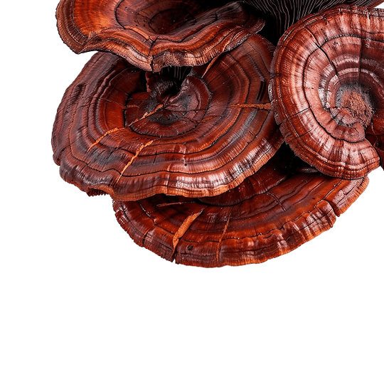 Reishi