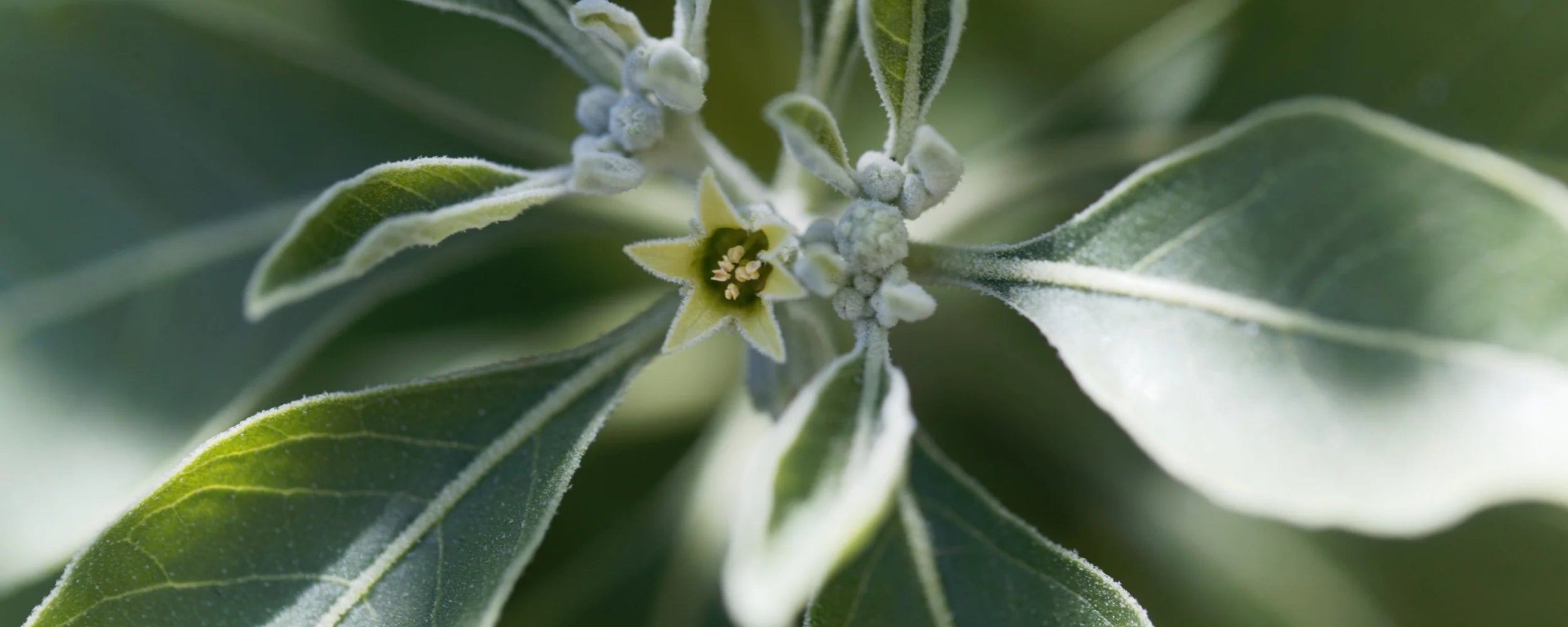 Ashwagandha.webp